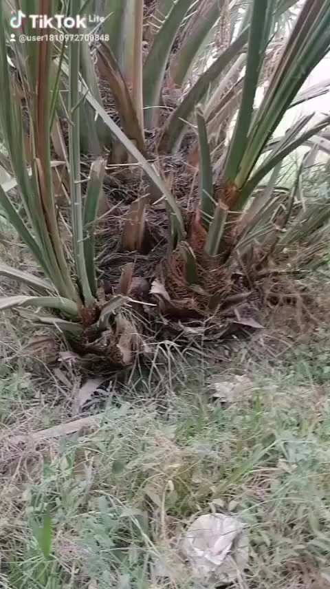 برحي ابو الخصيب حر للبيع السعر 150 ***********
