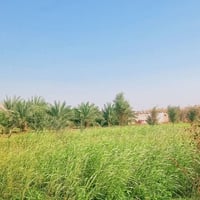 القرنه الثغر • ٤ دونم • ٣ غرف