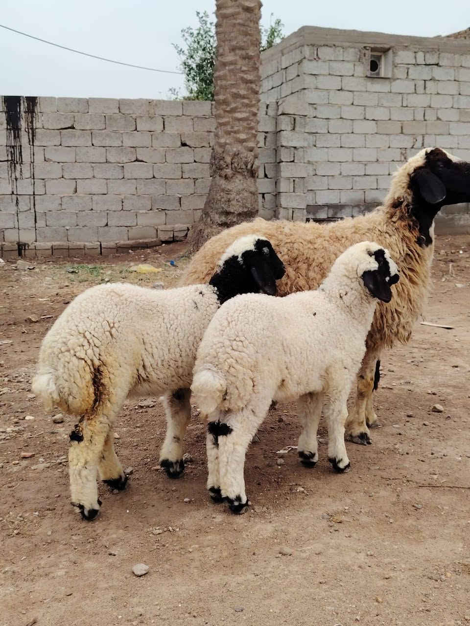 إسلام عليكم إخوان  نعاج ٢  توأمات إصايل مكفولات وراجين المكان بغداد التاجي خاص ماكو شراي يخابر  ***********      ***********
