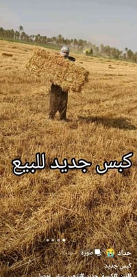 كبس حنطه • توصيل • دوانيه واقضيته حله
