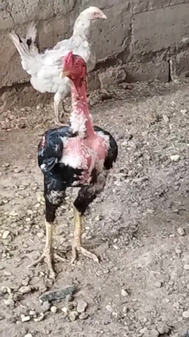 للبیع 

العمر  8 شهر.

بۆ فرۆشتن

تەمەنی  8 مانگ


**إذا كنت صاحب هذا الإعلان وتريد حذفه لأي سبب، رجاءا أرسل رسالة إلى الدعم الفني**