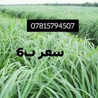 للبيع البونيكام البرازيلي الاصلي أقوى وأفضل علف  للإنتاج الحيوانى 🐄🐂🐏💪...