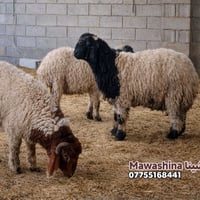 العرض الاول على مستوى العراق والوطن العربي  تحجز أضحيتك من هسه بدون ما...