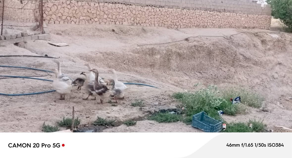 موجود وز للبيع سعر الزوج 55 وبي مجال العدد 6 مع ثنين مخاليف
للاتصال ***********
