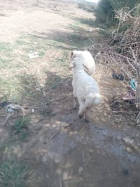 زوج للبيع ب370بلاش عمي وين ذباحه وين العده نذر وينهم مطلوب ومستعجل ع ب...