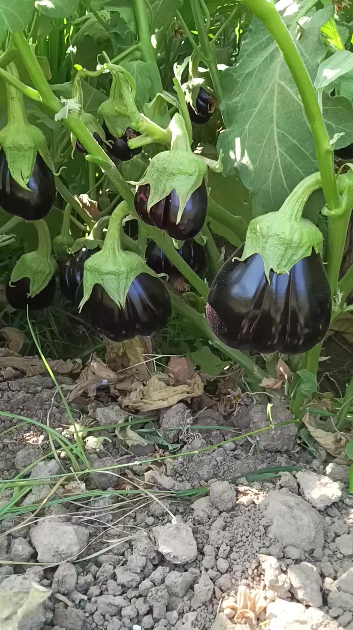 السلام عليكم اخوان توجد دايا مال بيتنجان البزر سوري اتعهد بالنوعيه مثل ما موضح بالصوره المكان بابل النيل جسر كيش اتصل على الارقام  ***********ا ***********
