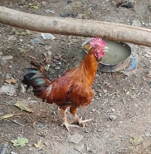ديك دجاج عدد اثنين
السعر 25


**إذا كنت صاحب هذا الإعلان وتريد حذفه لأي سبب، رجاءا أرسل رسالة إلى الدعم الفني**