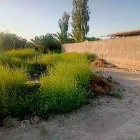 نزله البحارنه • ٢٥٠م • طابو زراعي