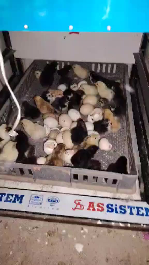 السلام عليكم وين اهل المشاريع الصغيره واللي ايريد يبدي بمشروع هذا خوش مشروع  متاح فقاسه للبيع شرط التفقيس سعه 432 بيضه فول فول تماتيك نضام وجبات وليس وجبه واحده او مراوس ب ام ال 1000 بيصه سعرها جدا مناسب ب 425 الف وبيها مجال للشراي للاستفسار الاتصال على الرقم *********** وشكراا....
