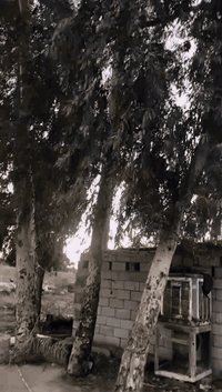 ريد بول CRX • موديل 2024 • محرك 300