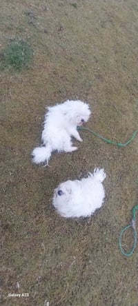 كلاب للبيع فحل ونثيه تريد تجيب وبسعر مناسب 07770052255