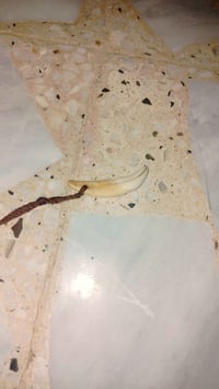 سن ذيب • اصلي