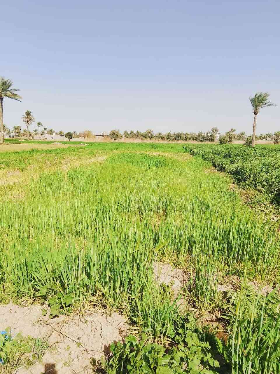 سلام عليكم عندي دونم و 400 متر لوجهيه 28 نزال 103 تحتوي على بيرماه حلو شارع مالته 6متر تبعد عن.شارع.ريسي 100متر.ابوغريب  وراء الناحيه         
قيرمتواجد على الفيس 
تصل ***********
