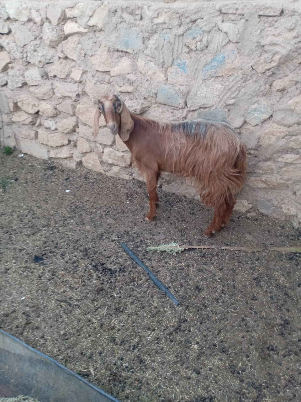 السلام عليكم
عنز ام ثاني الجبه جديد تحلب خير من الله ناصحه وحالها زين السعر ١٨٥
العنوان شبكات الحي العسكري حديثه
***********
