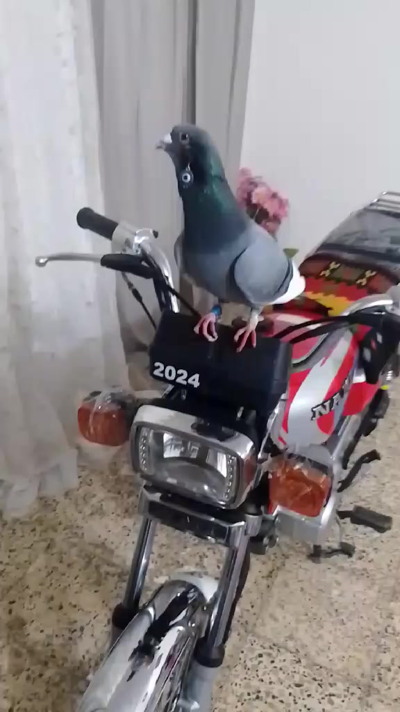 السلام عليكم نامه شلا مجه اورق اصولي تلاثه وعشرين كفاله عامه ابلا د برغي ما بدل بيها ***********مامتواجد خاص
