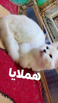 قطط • قطط للبيع • حيوانات اليفة • قطة • قطط منزلية • قطط صحية • مواء