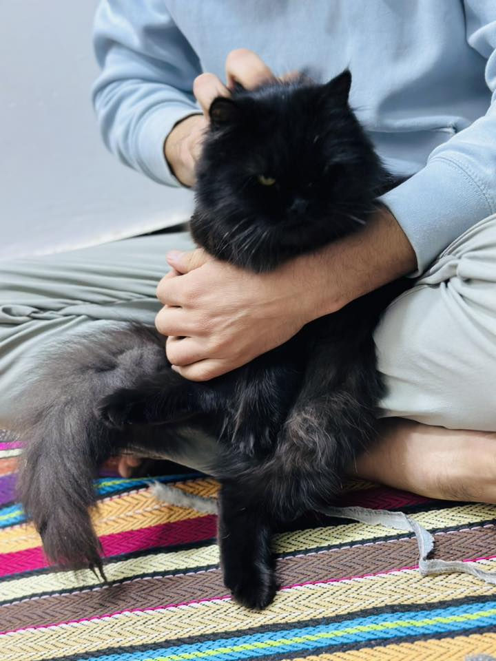 للتبني الييفه جدآ الي يريده خلي يتصل         ع رقمي 
***********
