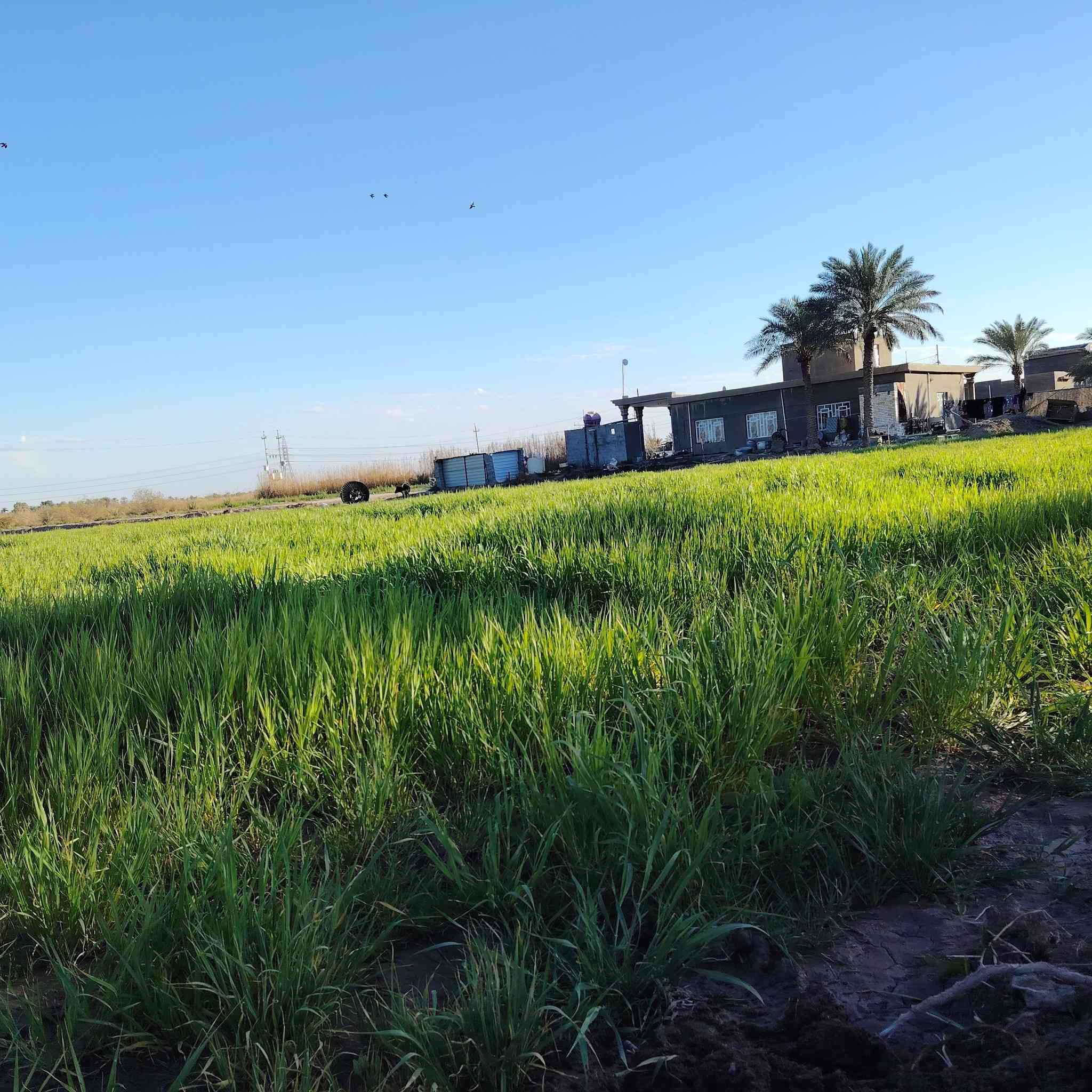 السلام عليكم ارض للبيع مساحته 4دونم طابوو زراعي سند 25في بابل محاويل قريه عميه عاصي صالحه للسكن او زراعه او مشروع مي وكهرباء وشارع بعد 500متر للاستفسار ***********
