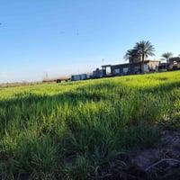 ٤ دونم • طابو زراعي • محاويل