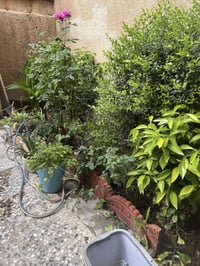 دار للايجار حي الاعلام قرب عياده (دانتل ستي للاسنان)4غرف وصاله وحمامين...