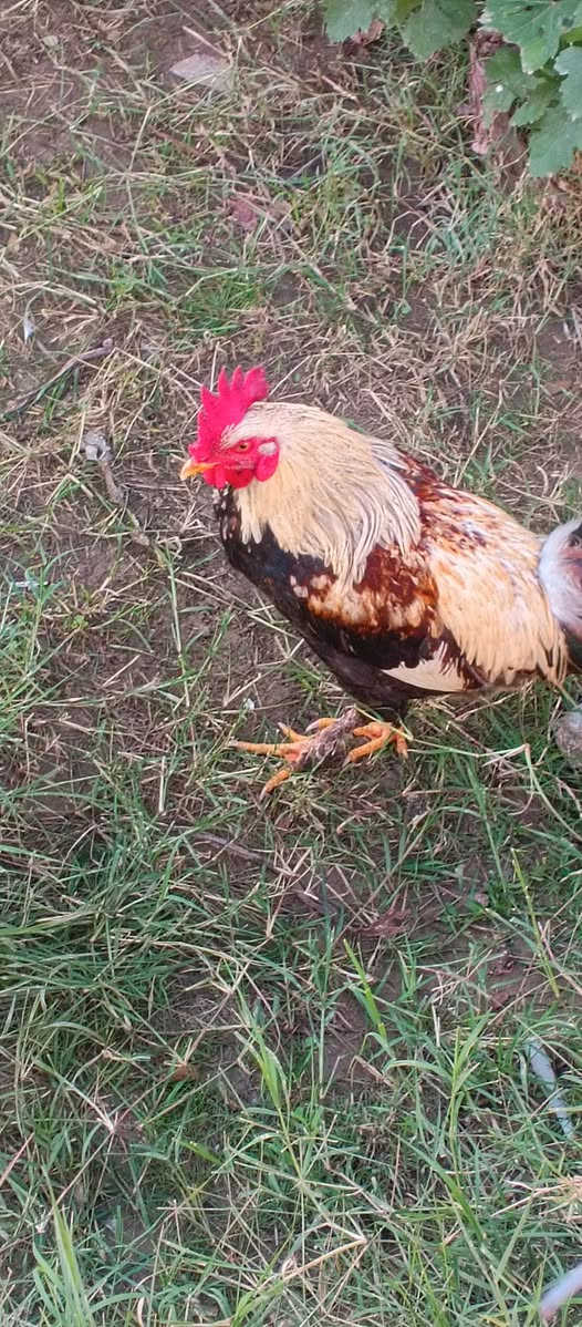 سكيبات تحمل اكثر من طنين سعره الواحده ب١٠
ديج عدد ٢ ب ٣٥
تنور خبز درجه اولي ٤٠ 
والبقيه مسعرات..
مسيب خلف السكه يوجد توصيل ايضا. غير متواجد ع فيس 
***********
