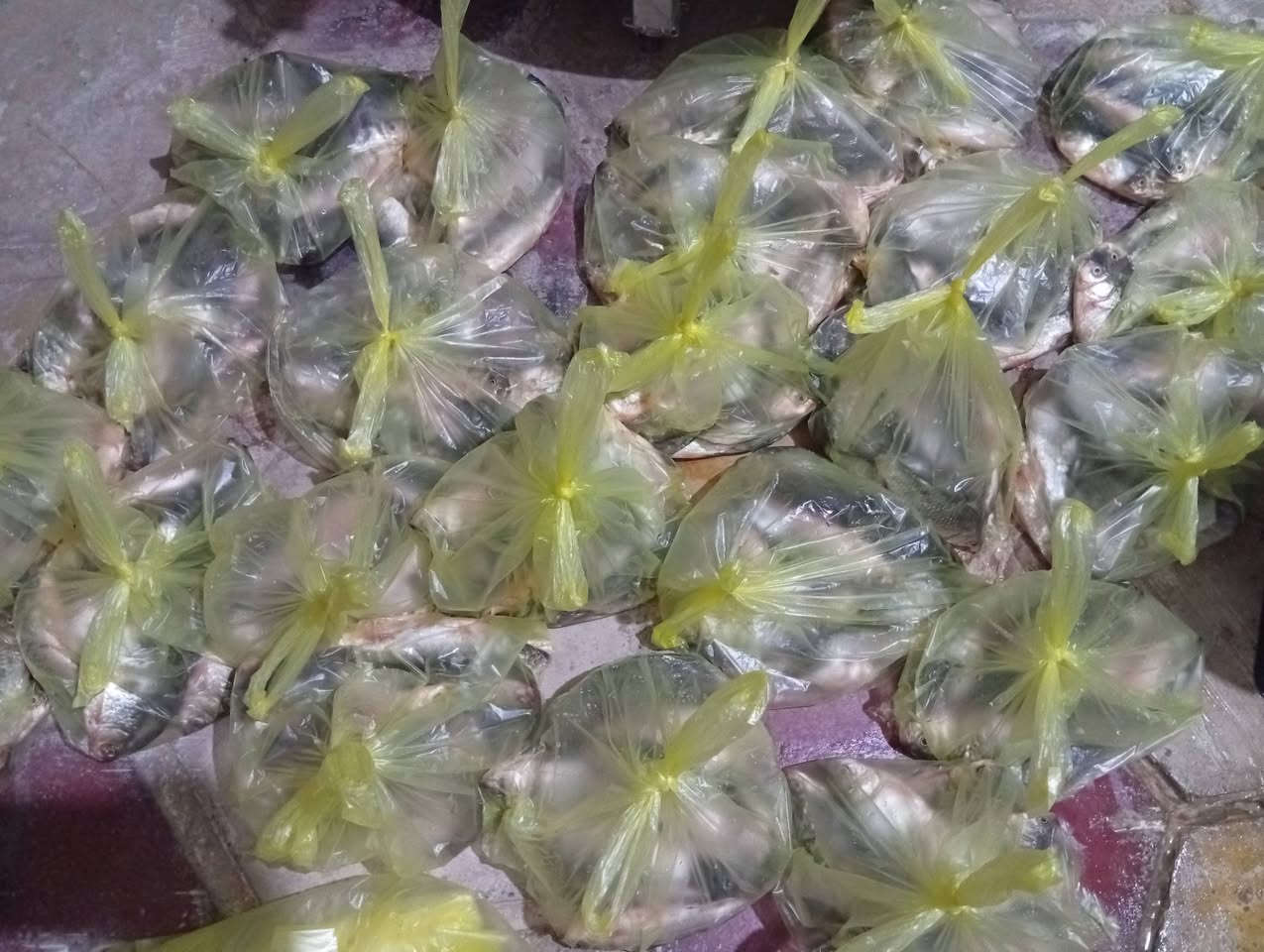 سلام عليكم سمج كله تازه الحجز خاص يتوفر شخاط صيد الشط العنوان كميرة الجزيرة السياحيه سعر 3 كيلوات 10
***********
