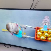 شاشة • كورية • للبيع