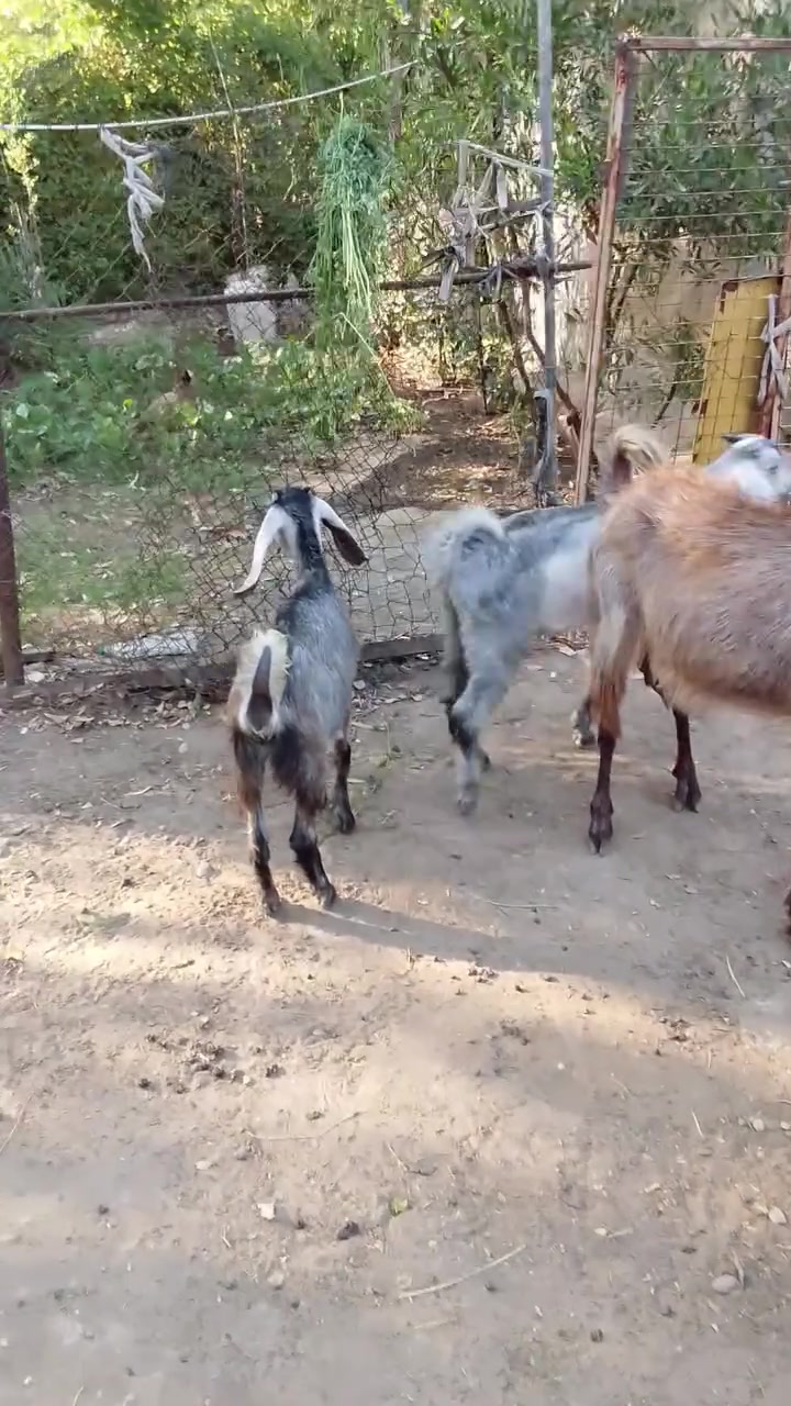 عنز حمدانيه وراهه 3 كبار 
زوج فحل ونثيه 
وهيه ماخذه فحل 
بغداد 
***********
