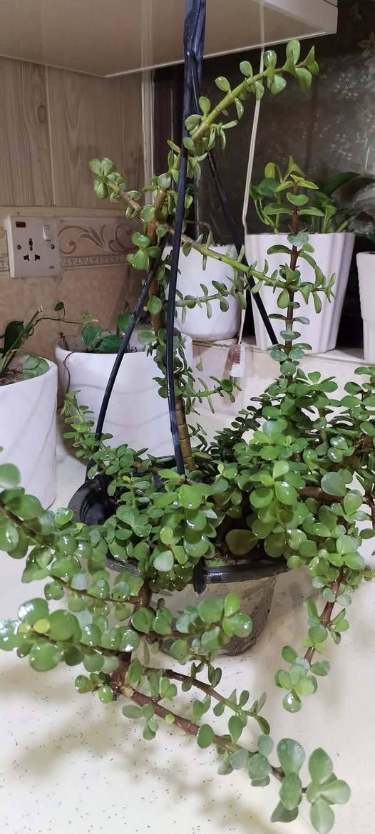 تخفيضات تخفيضات تخفيضات على النبات الطبيعي 🌹🌹🌹🌹🌹🌹🌹🌹🌹🌹🏃🏃🏃🏃🏃📢📢📢📢📢📢

الاسعار مكتوبه جوه الصور بالنشر ☘️🪴🪴🪴🪴🪴🪴🪴🪴🪴🪴📢🏃📢📢📢🏃🏻🏃🏃🏻 

متوفر خدمة التوصيل داخل خانقين 🚗🚗🚗🚗🚗🚗🚗🚗


**إذا كنت صاحب هذا الإعلان وتريد حذفه لأي سبب، رجاءا أرسل رسالة إلى الدعم الفني**