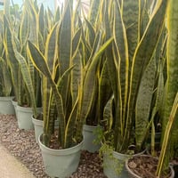 نباتات ظلية • مشتل الأميال • ميسان مغربه