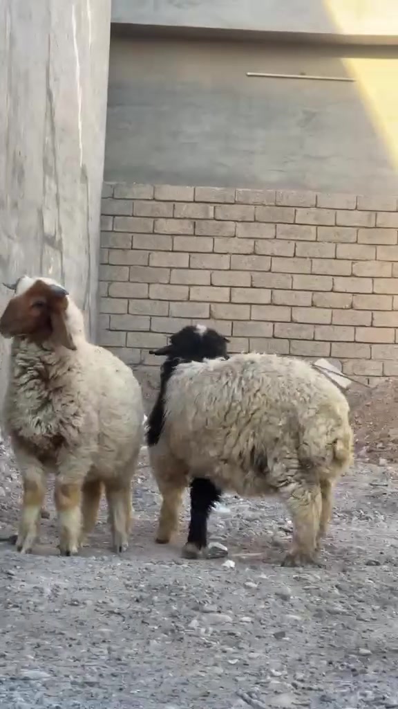 اخوان السلام عليكم طليان ٢للبيع مكان تكريت رقم ***********  ***********
