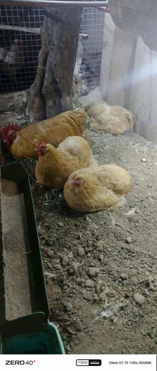 السلام عليكم ورحمة الله وبركاته اللهم صلي على محمد وال محمد 🙏 موسم خير وبركه لجميع أن شاء الله
متاح بيض 🥚 +افراخ كوشن  العملاق         العراقية 🙏🤳  

باقي التفاصيل خاص او الاتصال على الرقم 
الهاتف ***********
الموقع الرسمي موصل ايمن  يوجد توصيل جميع محفظات العراقية 🙏 
Thank you all 🤳🙏
