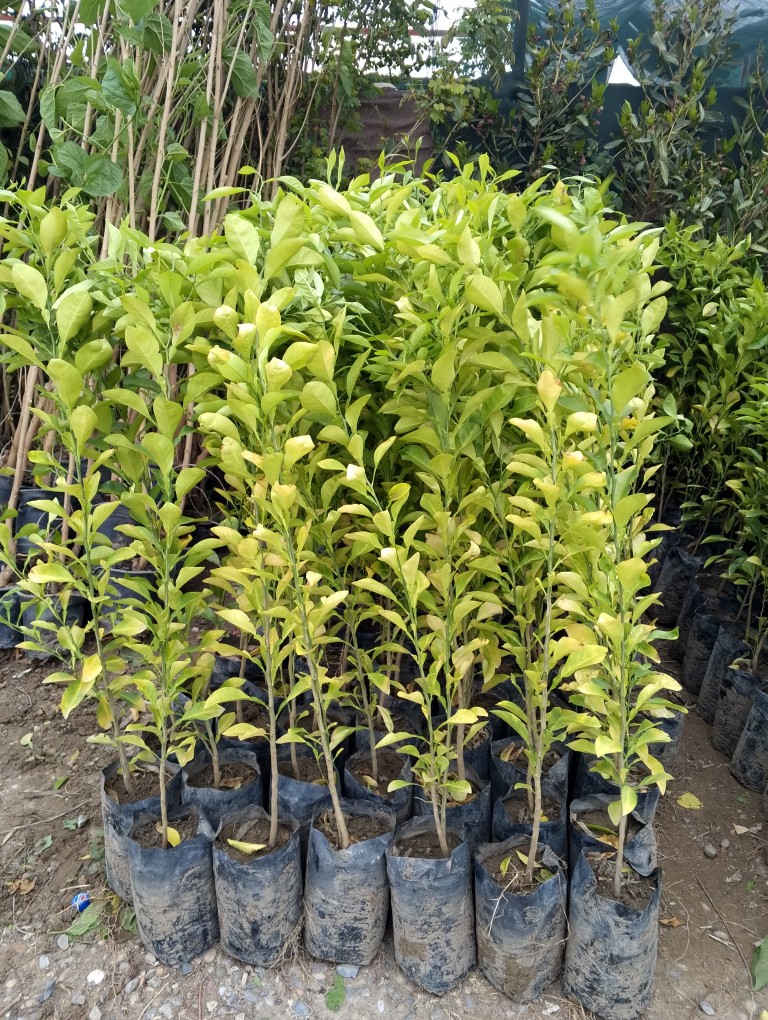 ⛔1000الف دينار⛔
🍊 عروض مشتل الربيع- شتلات نارنج مميزة! 🍊
زبائننا الكرام في ديالى الحبيبة، نود إعلامكم بتوفر وجبة جديدة من شتلات النارنج بمواصفات رائعة وأسعار لا تُنافس!
📏 الارتفاع: متر واحد وأكثر.
🌱 الجودة: شتلات قوية ومثالية للزراعة في هذا الموسم.
💰 السعر: 1,000 دينار فقط للشتلة الواحدة!
📦 الكمية: متوفرة بكميات كبيرة 🔺جمله-مفرد🔺
📍 العنوان: بعقوبة - تقاطع الإمام عبدالله بن علي (ع).
سارعوا بالزيارة لاقتناء أفضل الشتلات قبل نفاذ الكمية!


**إذا كنت صاحب هذا الإعلان وتريد حذفه لأي سبب، رجاءا أرسل رسالة إلى الدعم الفني**