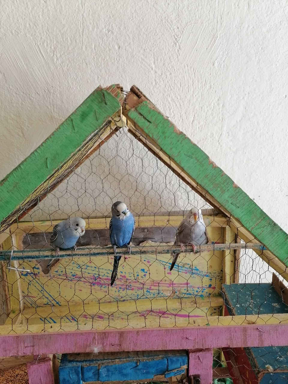 طيور حب العدد ٧ شرط صحه ونضافه وتبزير مال بيت مرتبات وحلوات زوج منهن جواهن بيض الوان حلوه سعرهن هنه ولقفص 40 وياهن بيت اضافي كبير مكاني ناصريه مركز رقمي ***********
