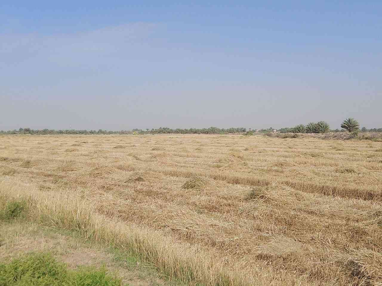 🌾 إعلان بيع أرض زراعية مميزة 🌾

📍 الموقع:
الحلة / بابل / السوملي
قرب نهر عتاب – قرية البوكزار

🔹 نوع الأرض: طابو زراعي
🔹 المساحة الكلية: 10 دونم
🔹 إمكانية البيع: من 1 دونم إلى 10 دونم

✅ مناسبة للسكن والزراعة
✅ تتوفر فيها:
💧 ماء إسالة
💧 ماء سقي
🌱 الأرض مزروعة حالياً بمحصول الحنطة

👤 صاحب الأرض:
الشيخ فائز تركي السند

📞 للتواصل:
1️⃣ ***********
2️⃣ ***********
