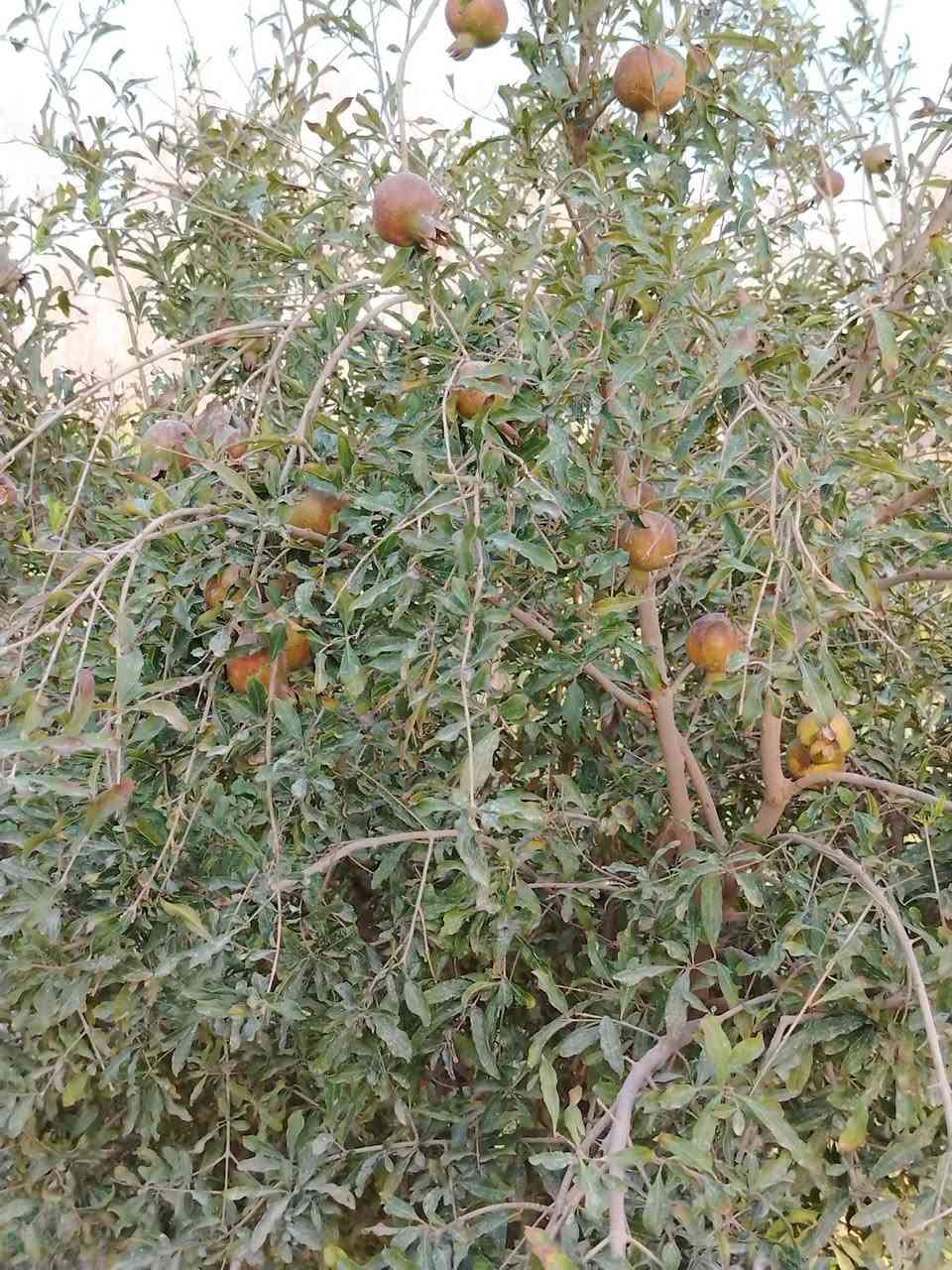 من رخصت الادمن
السلام عليكم للبيع مزرعه دونمين عقد 35 مشموله بقرار 320 طريق كربلاء نجف عمود 238 طريق ياعلي قرب مستشفى الامل تبعد عن الشارع العام 500متر المزرعه عبار على شارعين شارع 20 م وشارع 10م ماء وكهرباء مدارس مستوصف تحتوي على دار مساحه 350 متر 4 غرف نوم /صاله كبيره /مطبخ /استقبال 10 *4 /صحيات داخليه /صحيات خارجيه/تحتوي على بير ماء /نخل عدد22 مثمر ألوان ممتازه /أشجار رمان مثمر / مكان لتربيه الحلال /مولده خاصه/مولده شارع / تصلح حسينيه
 للاستفسار أكثر *********** غير متواجد على الفيس
