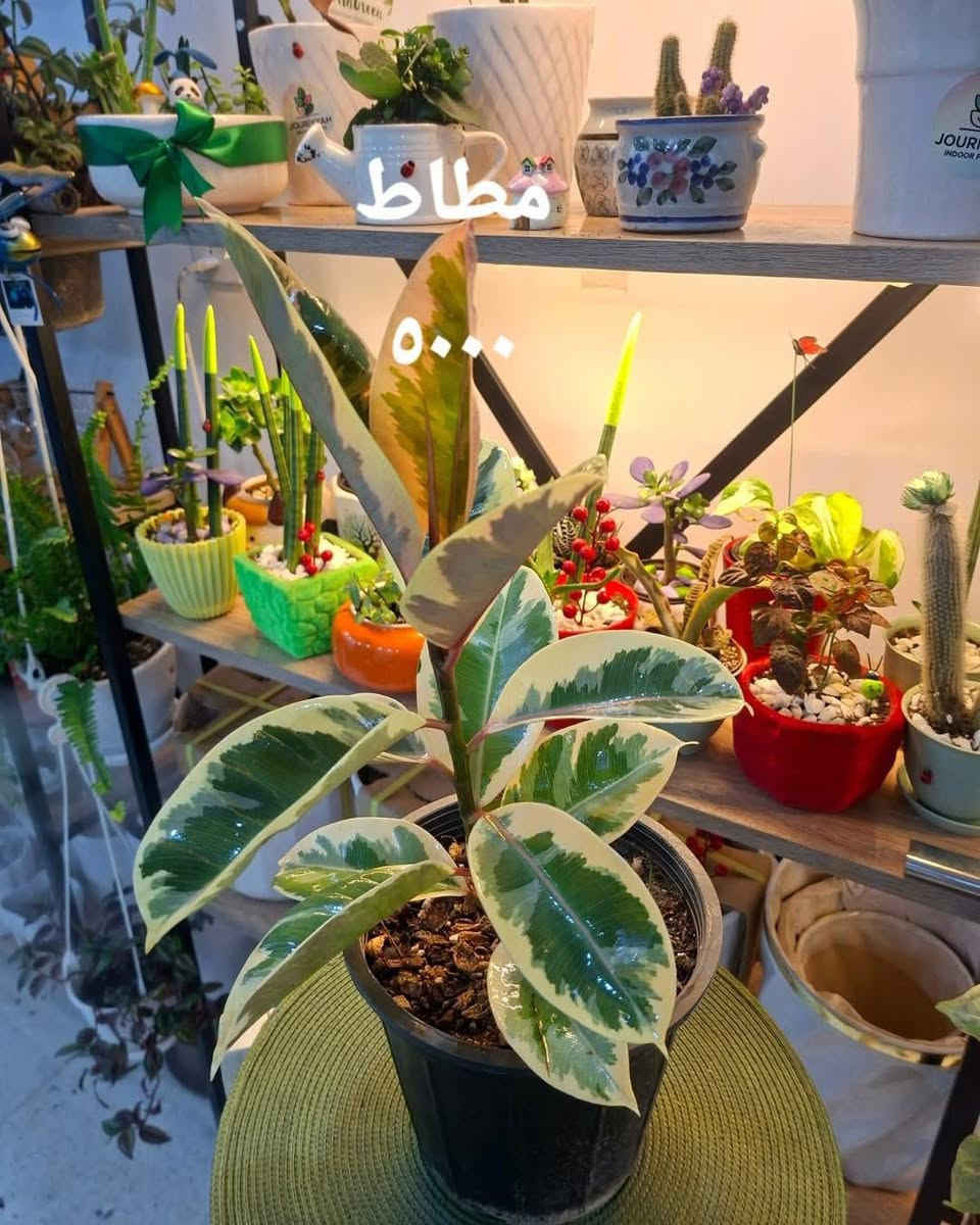 جزء بسيط من النباتات الظلية المتوفرة لدينا
نباتات صحيحة وبجودة عالية نتبع نظاام علمي مدروس في العناية والتسميد ملائمة لجو المنزل وباضاءة طبيعية🌿🌸
متوفر توصيل ايمن وايسر


**إذا كنت صاحب هذا الإعلان وتريد حذفه لأي سبب، رجاءا أرسل رسالة إلى الدعم الفني**