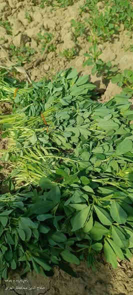 السلام عليكم يتوفر

شبنت 5 باقات بألف 

حلبة 5 باقات بالف

كمية محدودة
اقل طلب ب٣٠٠٠ والتوصيل مجاني داخل القضاء
للحجز *********** المراسلة واتساب او على الخاص
