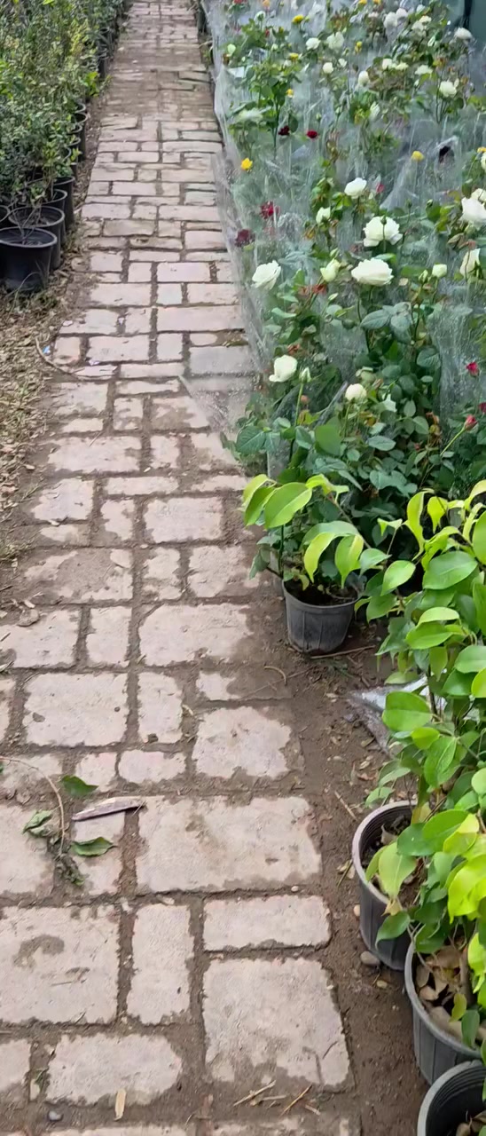 مشتل محمد خانقين جلوه مقابل مدرسة نواب ***********
