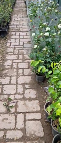 مشتل محمد • خانقين جلوه • مقابل مدرسة نواب