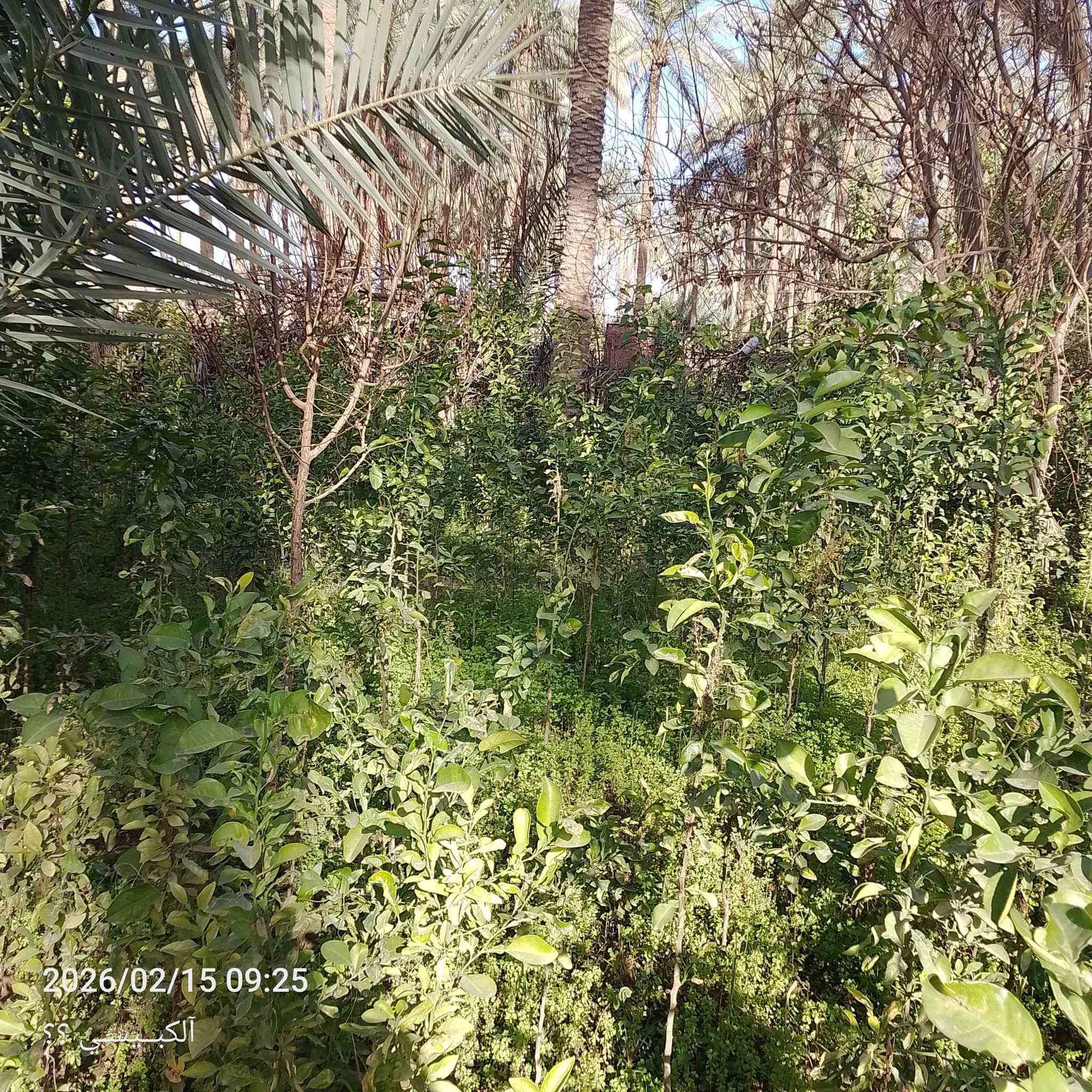 السلام عليكم
رارنج➕برتقال➕ليمون➕لالنكي اجنبي➕
،
سعر رارنج🍊كل زوج #ب5.وبي مجال..وكل5شتلات. #ب10.

برتقال➕ليمون➕لالنكي اجنبي
#سعر الشتله،ب5
المكان البغدادي السنجك


**إذا كنت صاحب هذا الإعلان وتريد حذفه لأي سبب، رجاءا أرسل رسالة إلى الدعم الفني**