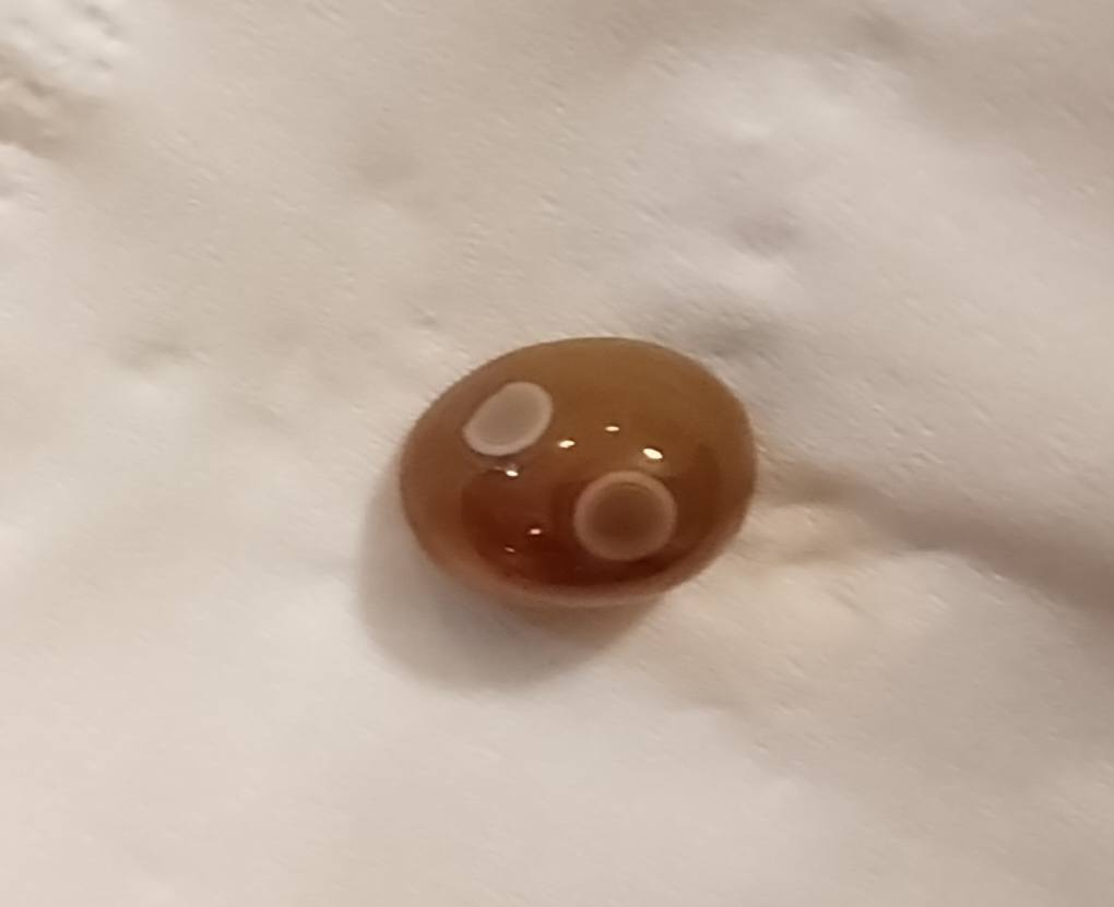 خرزتين سليماني صغيرات ام العيون سعر الاثنين 25


**إذا كنت صاحب هذا الإعلان وتريد حذفه لأي سبب، رجاءا أرسل رسالة إلى الدعم الفني**