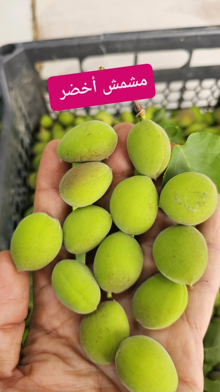 لكثرة الطلب تم تكرار الوجبه 
مشمش أخضر 
كوجه الديره حامضه 
متوفر في بقالة الربيع 
تكريت القادسية شارع البلاج قرب الصيدليه العالميه 
يتوفر توصيل 
***********
