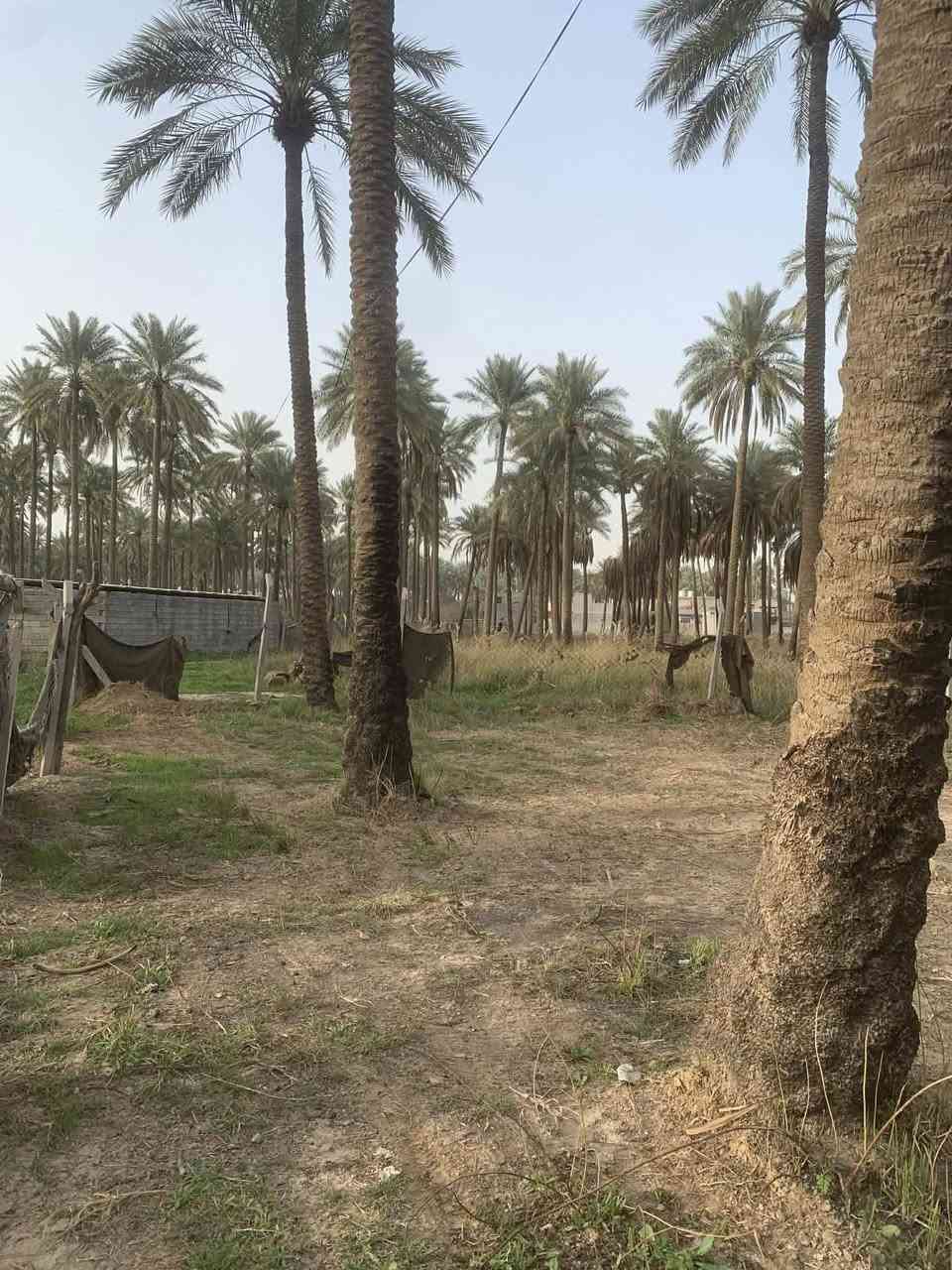 سلام عليكم
قطعة ارض للبيع / مساحه 300م واجهيه 14
الموقع: بعقوبة منطقة شفته قرب بستان ابراهيم شيمر 
الخدمات: واصل ماء وكهرباءء وطني ومولد
للاستفسار يرجى الاتصال عبر الرقم ادناه:  ***********
