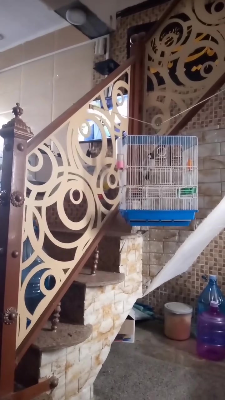 بلبل اليف للبيع هو والقفص ٦٥ وبي مجال ***********
