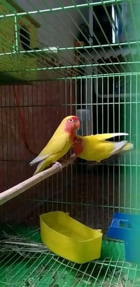 رميثة • منتجات صحة • حجم إنتاج