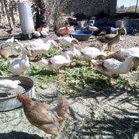 ٩ اسطوانات غاز • كفري