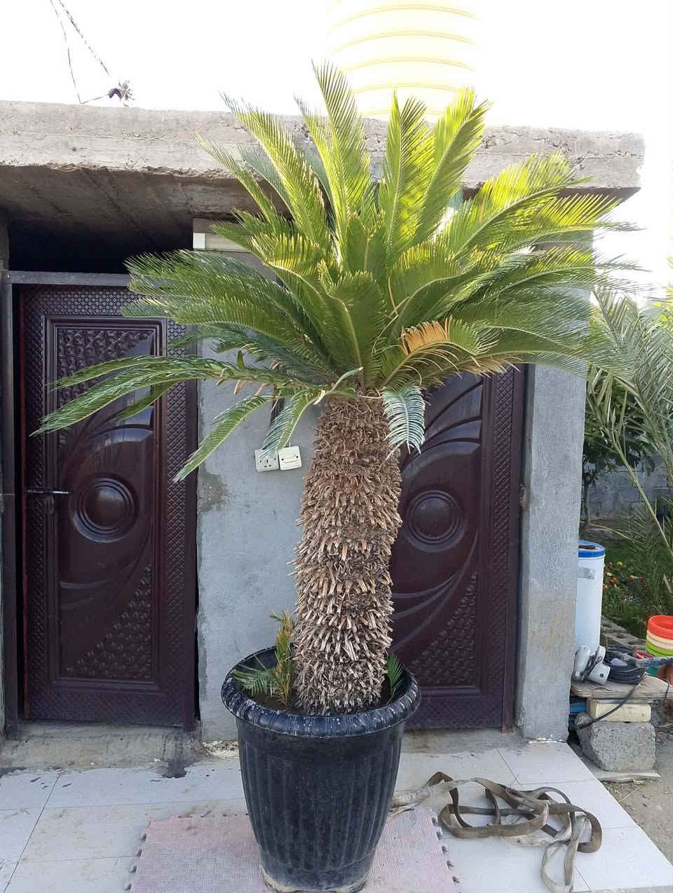 سلام عليكم نخل سايكس العرقي رتفاع اكثر من مترتين 
سعر//700//وبيه مجال مكان بغداد ابو غريب
رقم ***********//***********
