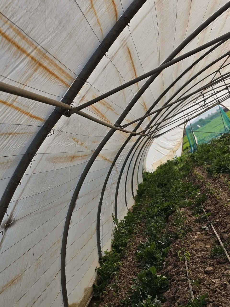 السلام عليكم بيت زجاجي 17حنيه اردني الثقيل مع نايلون يوناني الاصلي مع سيم تركي مع صونده تقطير ام 3. ٢٥متر السعر ١٩٠٠ وبيه مجال ***********
