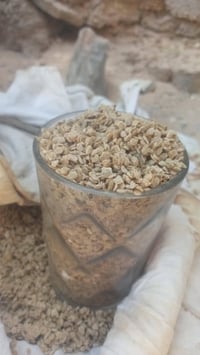 بذر طماطه لبيع البشره البيضه والجنرال و88 الاتصال07859299601